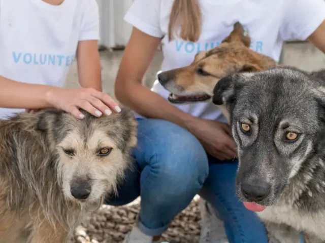 How Manav Jeevan Path Charitable Trust Provides Lifesaving Animal Support Services